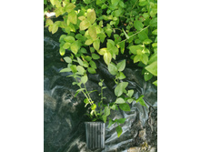 IMG 20250731 090358.jpg