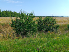 20250726 ������-600 ������� 104640.jpg