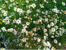 20250726 ������-600 ������� 135936.jpg