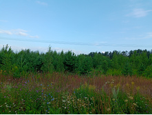 20250727 ������-600 ������� 063931.jpg