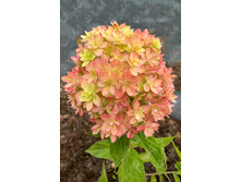 ����� ������� (���) +25�