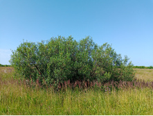 20250726 ������-600 ������� 143624.jpg