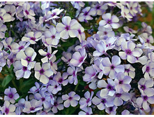 ����� ���������� ������