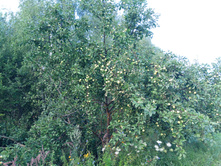 20250727 ������-600 ������� 062511.jpg