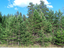 20250705 ������-400 ����������� 180624.jpg