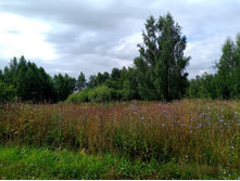 20250727 ������-600 ������� 095430.jpg