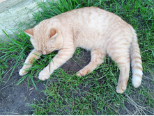 20250727 ������-600 ������� 151001.jpg