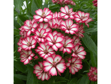 ����� ���������