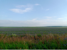 20250727 ������-600 ������� 065056.jpg