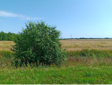 20250726 ������-600 ������� 104633.jpg