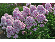 ����� ��������� ������