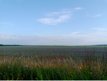 20250727 ������-600 ������� 065048.jpg