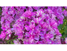 ����� ���������