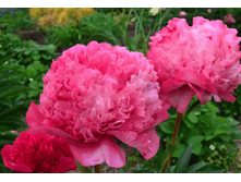 Command Performance ���� 7,31 ���� �������� 1��