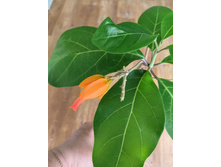 Juanolloa Mexicana.