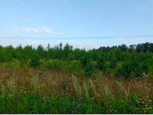 20250727 ������-600 ������� 063923.jpg