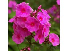 ����� ��������