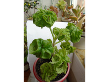 DSC09040.JPG ���������� �� 200