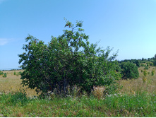 20250726 ������-600 ������� 134047.jpg