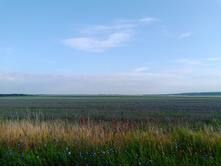 20250727 ������-600 ������� 065049.jpg