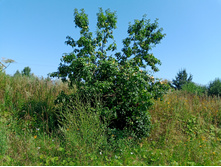 20250726 ������-600 ������� 124210.jpg