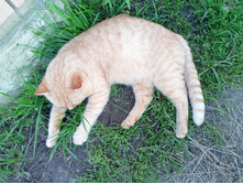 20250727 ������-600 ������� 150951.jpg