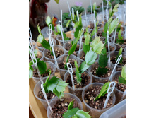 ����������� ��������