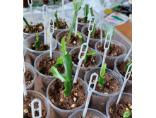 ����������� ��������