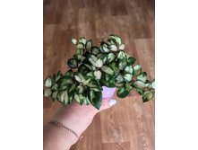 ���� Lacunosa Bruno tricolor.