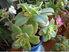 DSC09081.JPG ������ ���� 150