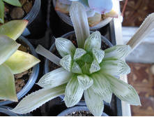 DSC09070.JPG �.Silver Centenial - 300