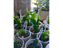 ����������� ��������