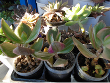 DSC09076.JPG �������� �������� - 150