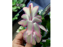 ��������� No37