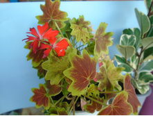 DSC09072.JPG ���������� - 150