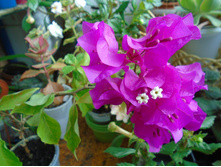 DSC09088.JPG ����������� ����- �������- 150