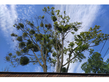 IMG 20250731 123658.jpg