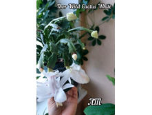 Thor Wild Cactus White