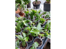 ����������� ��������