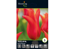 ������� ������������ ���� ������ ,5 ��