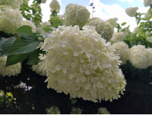 IMG 20250806 135724.jpg