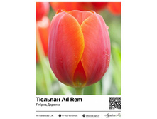 2268	������� Ad Rem (������ �������) 40 ���.