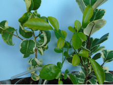 DSC09067.JPG ������ -150 � ������ 100, 150, 200