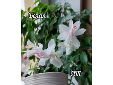 ����� ���������