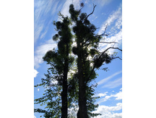 IMG 20250731 122346.jpg