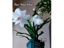 Thor Wild White