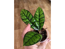 Hoya Callistophylla Black Cat.
