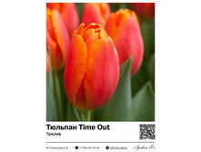 2407	������� Time Out (������) 50 ���