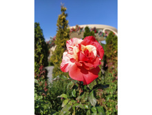 IMG 20250925 143421.jpg