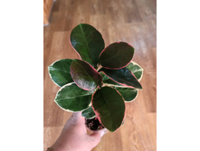 Hoya Australis Blondie.